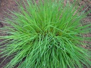 Jean's Herb Garden & Chives from My Kitchen Wand