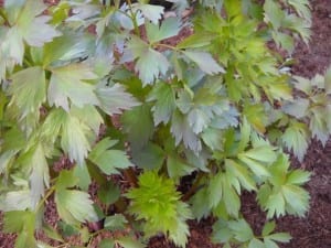 Back at Jean's Herb Garden & Lovage from My Kitchen Wand