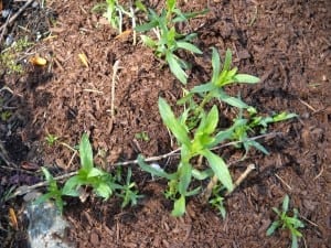 Tarragon from My Kitchen Wand