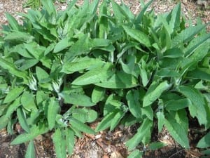 Comfrey from My Kitchen Wand