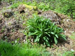 Comfrey from My Kitchen Wand