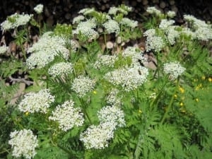 Sweet Cicely from My Kitchen Wand