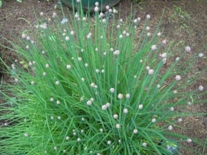 Sweet Cicely from My Kitchen Wand