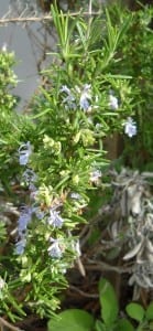 Rosemary from My Kitchen Wand