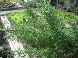 Rosemary from My Kitchen Wand