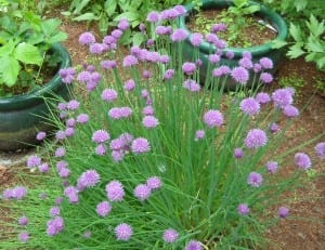 Tarragon from My Kitchen Wand