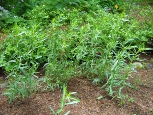 Tarragon from My Kitchen Wand