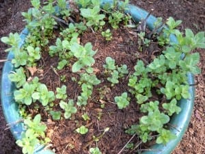 Mint from My Kitchen Wand