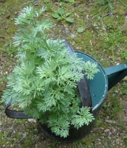 Wormwood from My Kitchen Wand