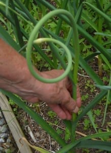 Garlic, garlic, garlic! from My Kitchen Wand