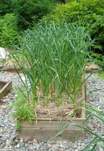 Garlic, garlic, garlic! from My Kitchen Wand