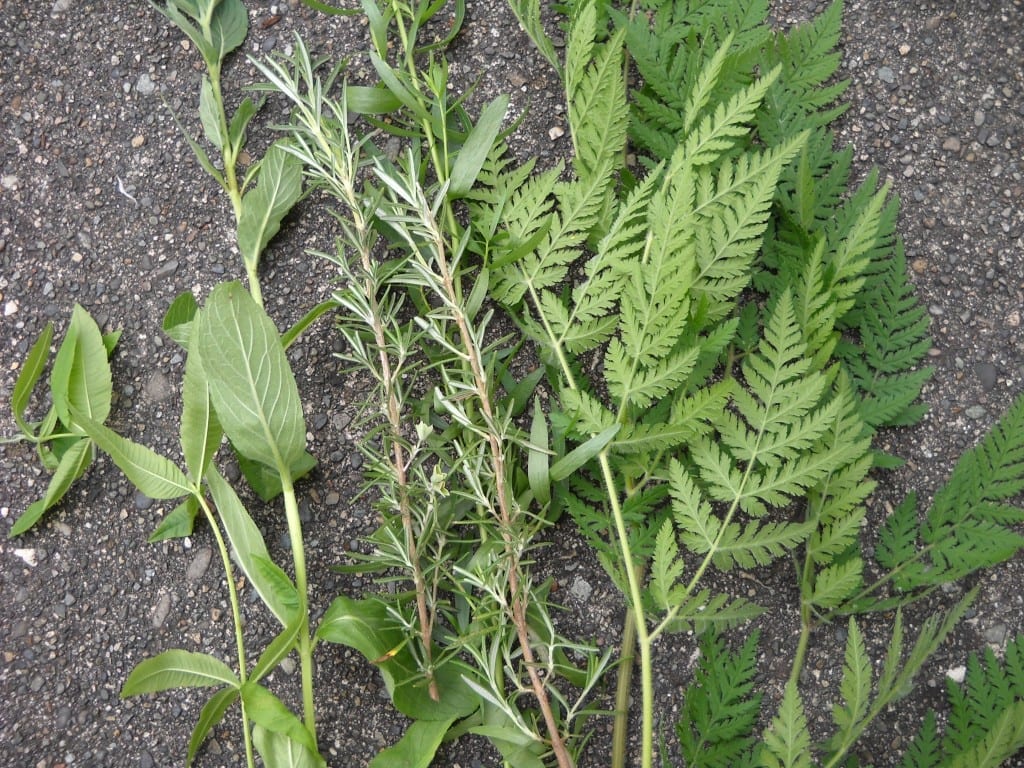 Refreshing Herbs & Bubbly from My Kitchen Wand