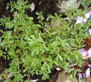 Purslane form My Kitchen Wand