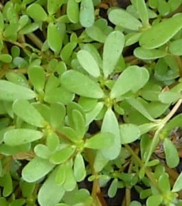 Purslane form My Kitchen Wand