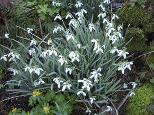 The Snowdrop Story from My Kitchen Wand