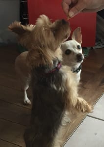 Doggy Treats form My Kitchen Wand