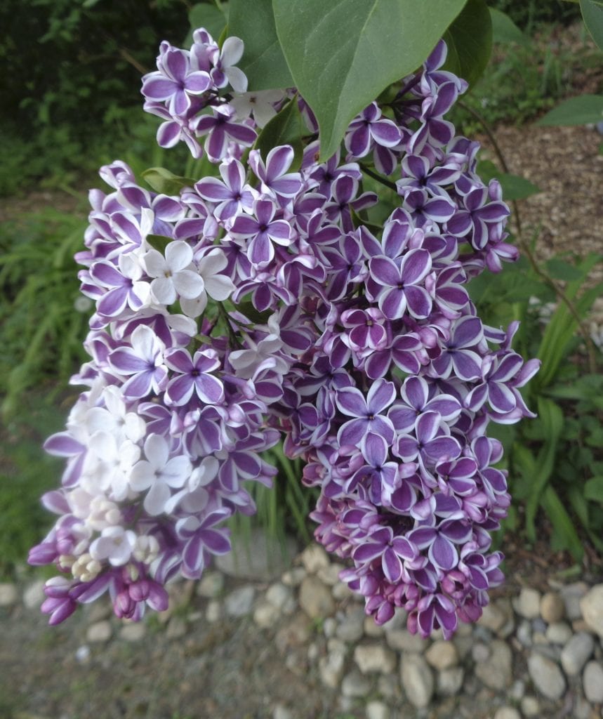 Lilac Honey at Beltane from My Kitchen Wand