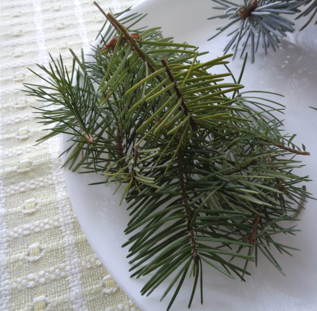 Evergreen Needle Honey from My Kitchen Wand