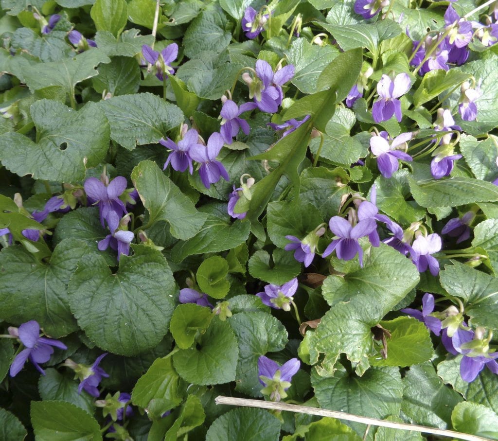 Using violets to test ph from My Kitchen Wand