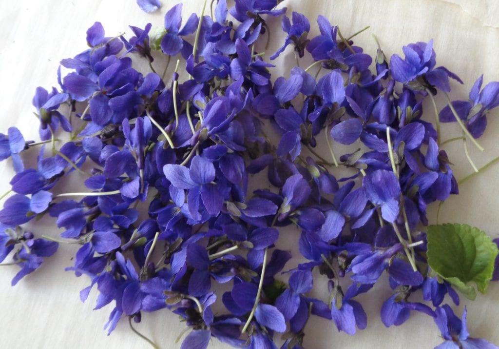 Wild Violet Sugar from My Kitchen Wand