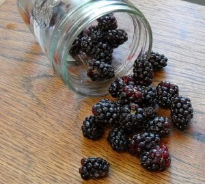 Fresh Berry Cordials from My Kitchen Wand