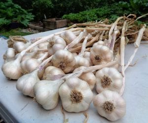 Garlic Braiding from My Kitchen Wand