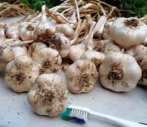 Garlic Braiding from My Kitchen Wand