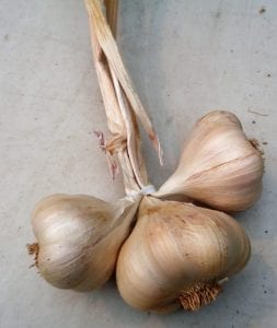 Garlic Braiding from My Kitchen Wand