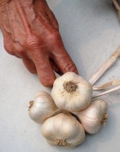 Garlic Braiding from My Kitchen Wand