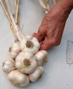 Garlic Braiding from My Kitchen Wand