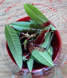 Lemon Verbena & Black Currant Tisane from My Kitchen Wand