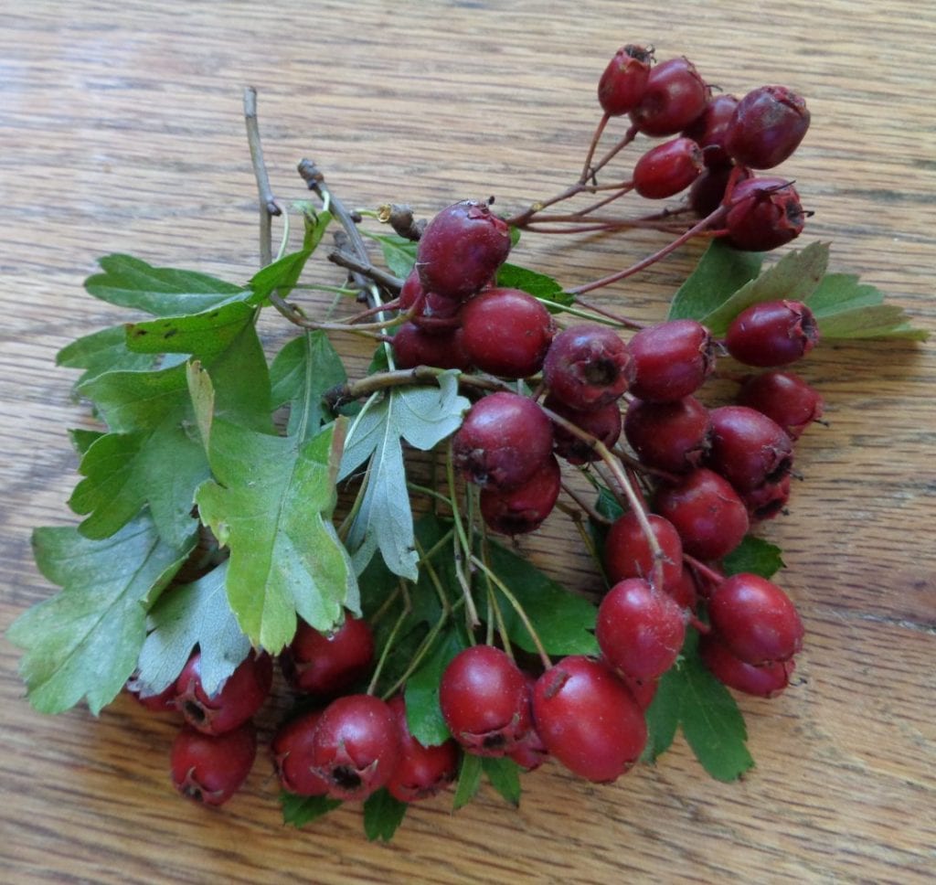 Hawthorn Truffles from My Kitchen Wand