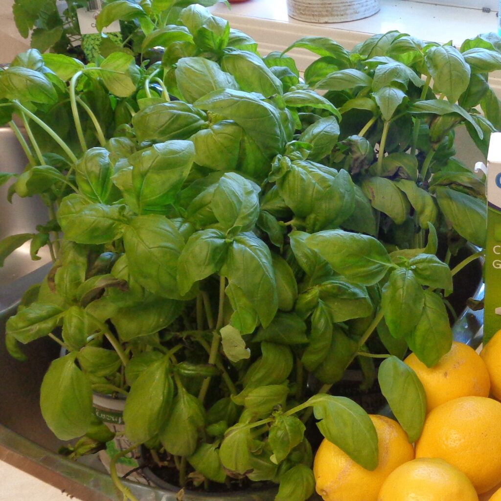 Basil Bounty from My Kitchen Wand