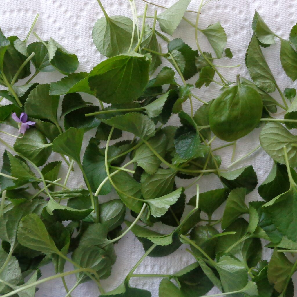 Violet Leaf Salve from My Kitchen Wand